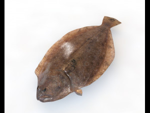 panamic flounder fish low poly Modello 3D