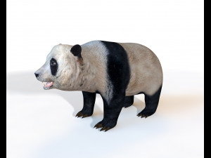 panda rigged Modello 3D