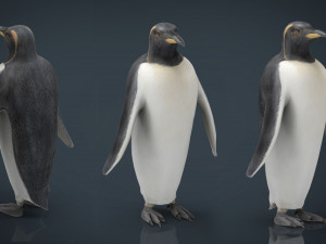 penguin Modello 3D