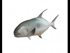 permit fish low poly Modello 3D