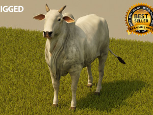 Photo realistic cattle Modello 3D