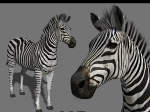 photoreal hd zebra Modello 3D