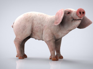 pig Modello 3D
