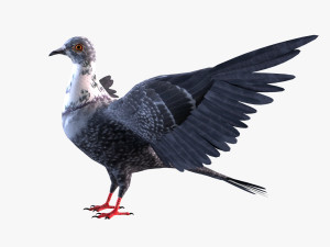 Pigeon Modello 3D