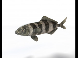 pilot fish low poly Modello 3D