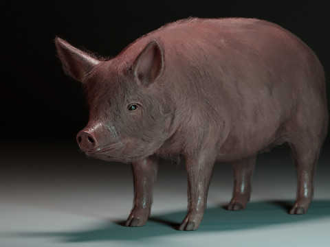 Pink Pig Modello 3D