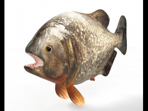 piranha fish low poly Modello 3D