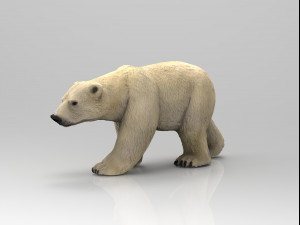 polar bear Modello 3D