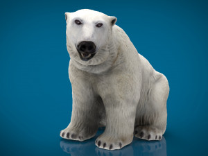 polar bear female Modello 3D