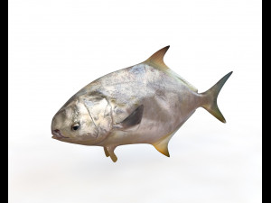 pompano fish low poly Modello 3D