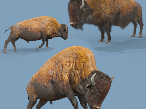 Pro Bison 8K - 3d animated Modello 3D