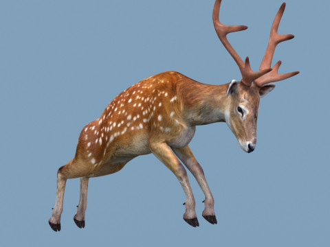 Pro Deer 8K - 3d animated Modello 3D