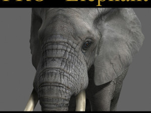 pro elephant - animated Modello 3D