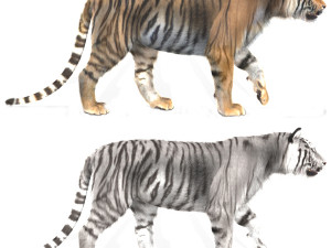 professional cgi tiger fur Modello 3D