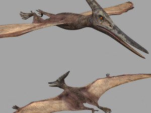 Pterosaur Forever 8K - 3d animated model Modello 3D