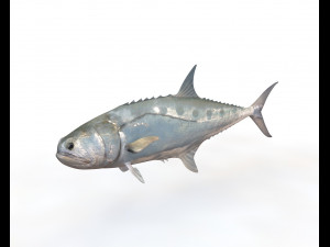 queenfish fish low poly Modello 3D