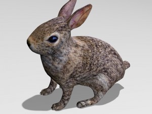 rabbit Modello 3D