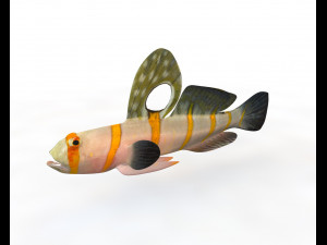 randalls goby fish low poly Modello 3D