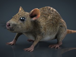 rat Modello 3D