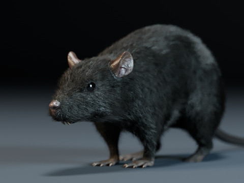 Rat Modello 3D