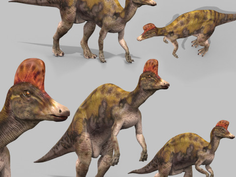 Real Animated Corythosaurus HD Modello 3D