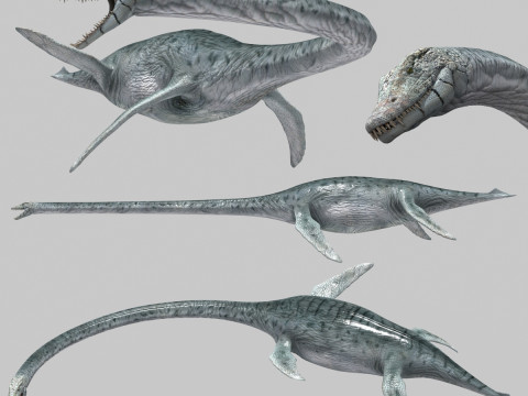 Real Plesiosaur Elasmosaur - 8K Modello 3D