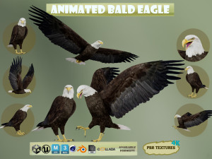 Realistic Animated Bald Eagle Modello 3D