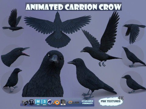 Realistic Animated Carrion Crow Modello 3D