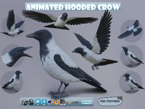Realistic Animated Hooded Crow Modello 3D