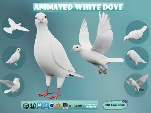 Realistic Animated White Dove Low-poly Modello 3D