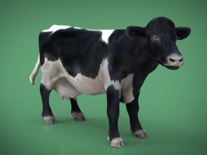 realistic cow Modello 3D