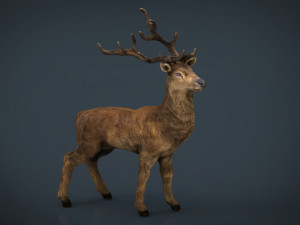 realistic deer Modello 3D