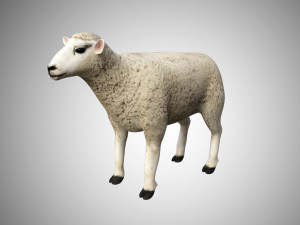 realistic high detailed rigged low poly sheep Modello 3D