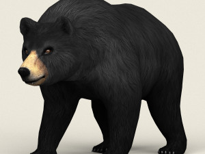 realistic low poly black bear Modello 3D
