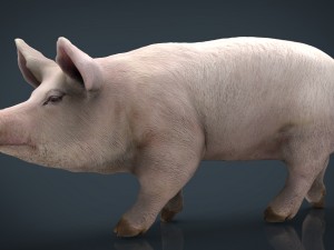 realistic pig Modello 3D