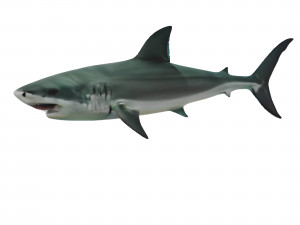 Realistic Shark VR - AR - low-poly Modello 3D
