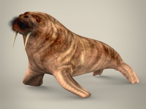 realistic walrus Modello 3D