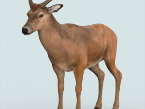 realistic wollaton deer Modello 3D