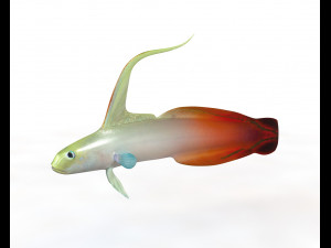 red fire goby fish low poly Modello 3D