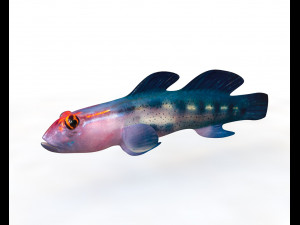 red head goby fish keeper low poly Modello 3D