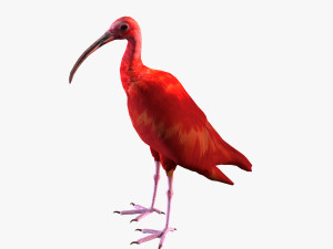 red ibis Modello 3D