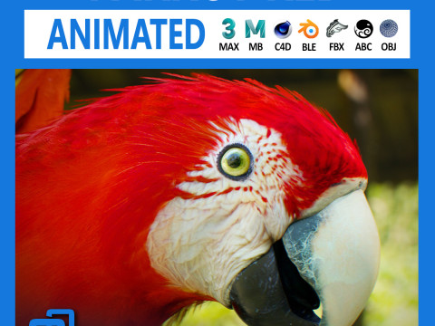 Red parrot animated Modello 3D