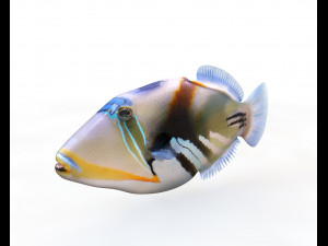 reef trigger fish low poly Modello 3D