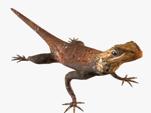 Rock Agama lizard Modello 3D