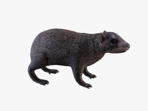 rock hyrax Modello 3D