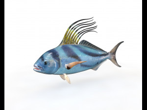rooster fish low poly Modello 3D