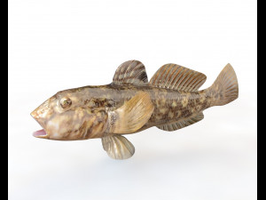 round goby fish low poly Modello 3D