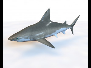 sandbar shark low poly Modello 3D