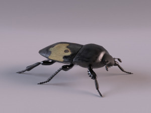saprinus interruptus beetle Modello 3D
