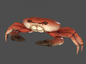 sea crab Modello 3D